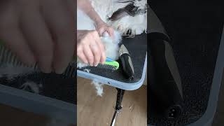 Home Grooming an Old English Sheepdog | Shaving pads and clipping nails (pet, not show grooming)