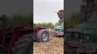 fully loaded Sugarcane Truck Pulling out With The Help Of Tractors
