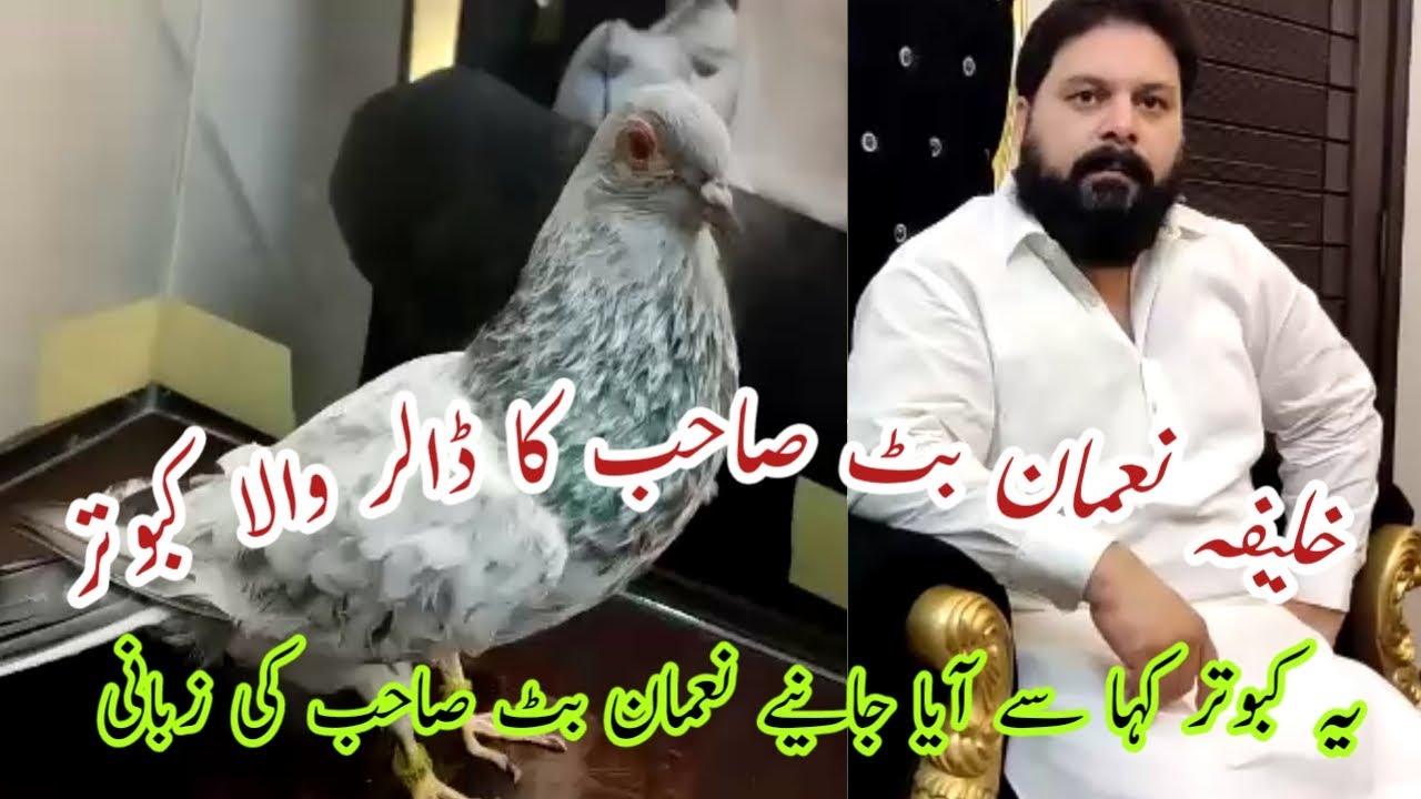 khalifa-nouman-butt-sab-ka-dolar-wala-kabutar