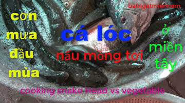 Cá lóc nấu mồng tơi/Miền tây giải hạn sau cơn mưa đầu mùa