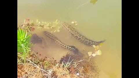 Cá chuối đắm đuối vì con