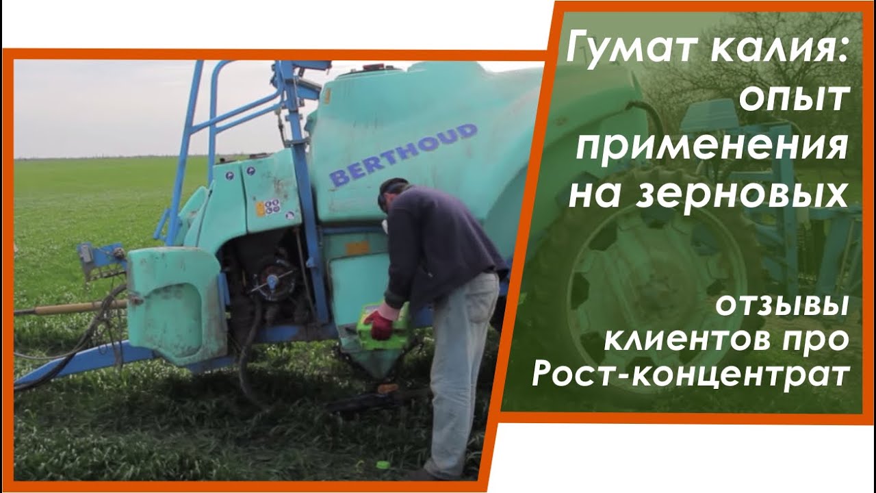 Как посадить озимую пшеницу, технология выращивания Как посадить озимую пшеницу, технология выращивания