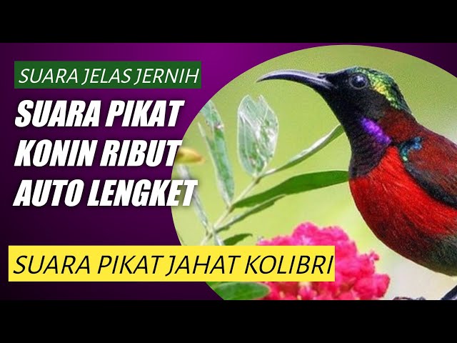 SUARA PIKAT KOLIBRI NINJA KONIN RIBUT PALING AMPUH JANTAN DAN BETINA JERNIH class=