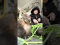 Can You Work And Pick Celery Leaves? #Onearmedmonkeystar #Monkey #Animals #Cute #Smallanimals