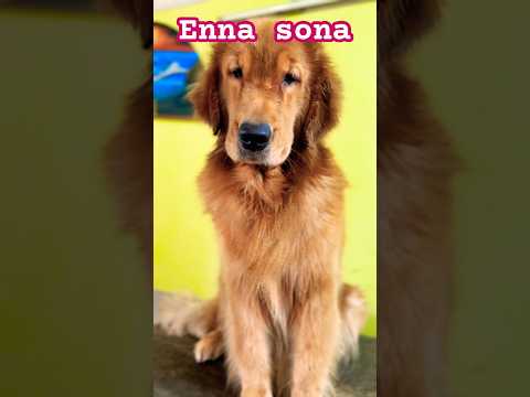 Enna Sona Kyun Rab Ne Banya Femaleversion Showdogshorts