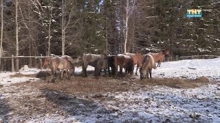 Лошади породы Вятка Лошади породы Вятка