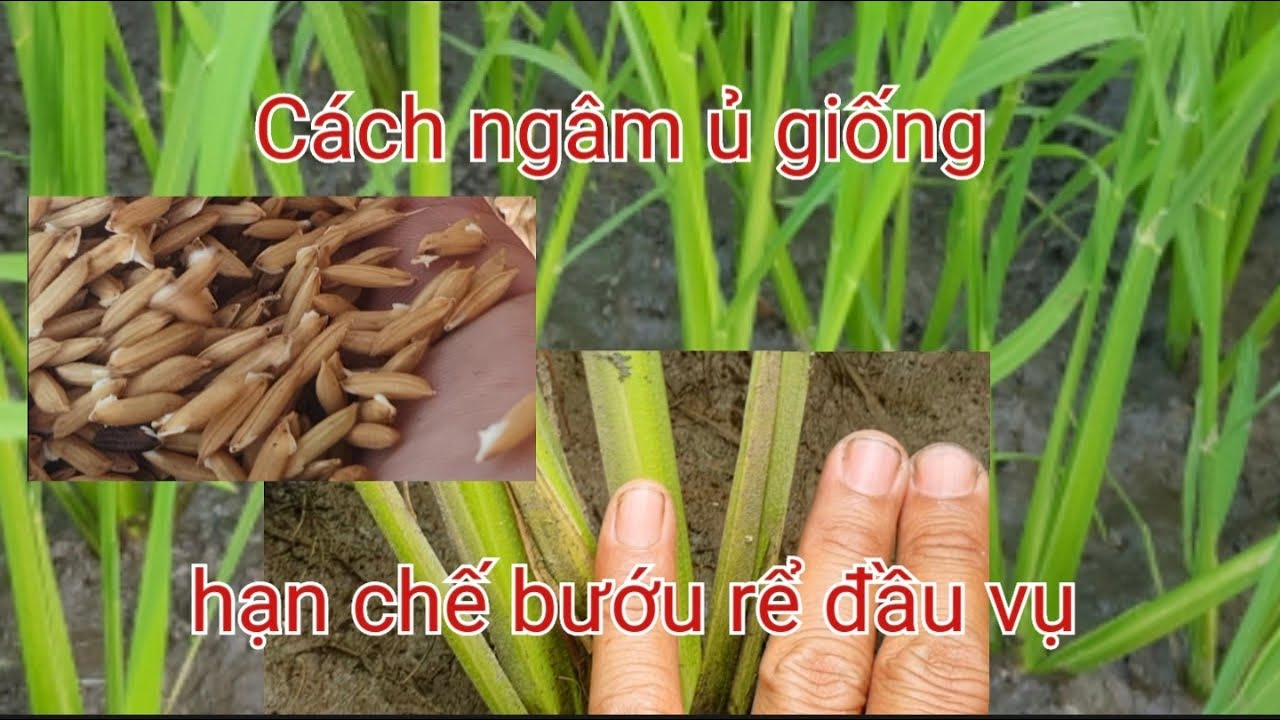 Giải pháp giúp lúa ra rể mạnh đâu vụ. hạn chế bưới rể đạt hiểu quả đến ...