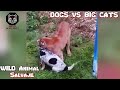 PERROS vs LEOPARDOS||PITBULL VS Cougar(mountain lion)Dogs WIN faces off vs LEOPARD and Mountain Lion