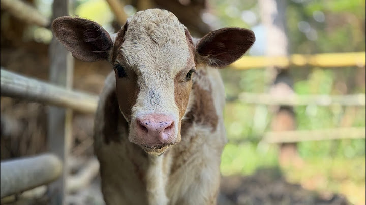 THE UNIQUE BELGIAN BLUE COW OF GUNUNGKIDUL