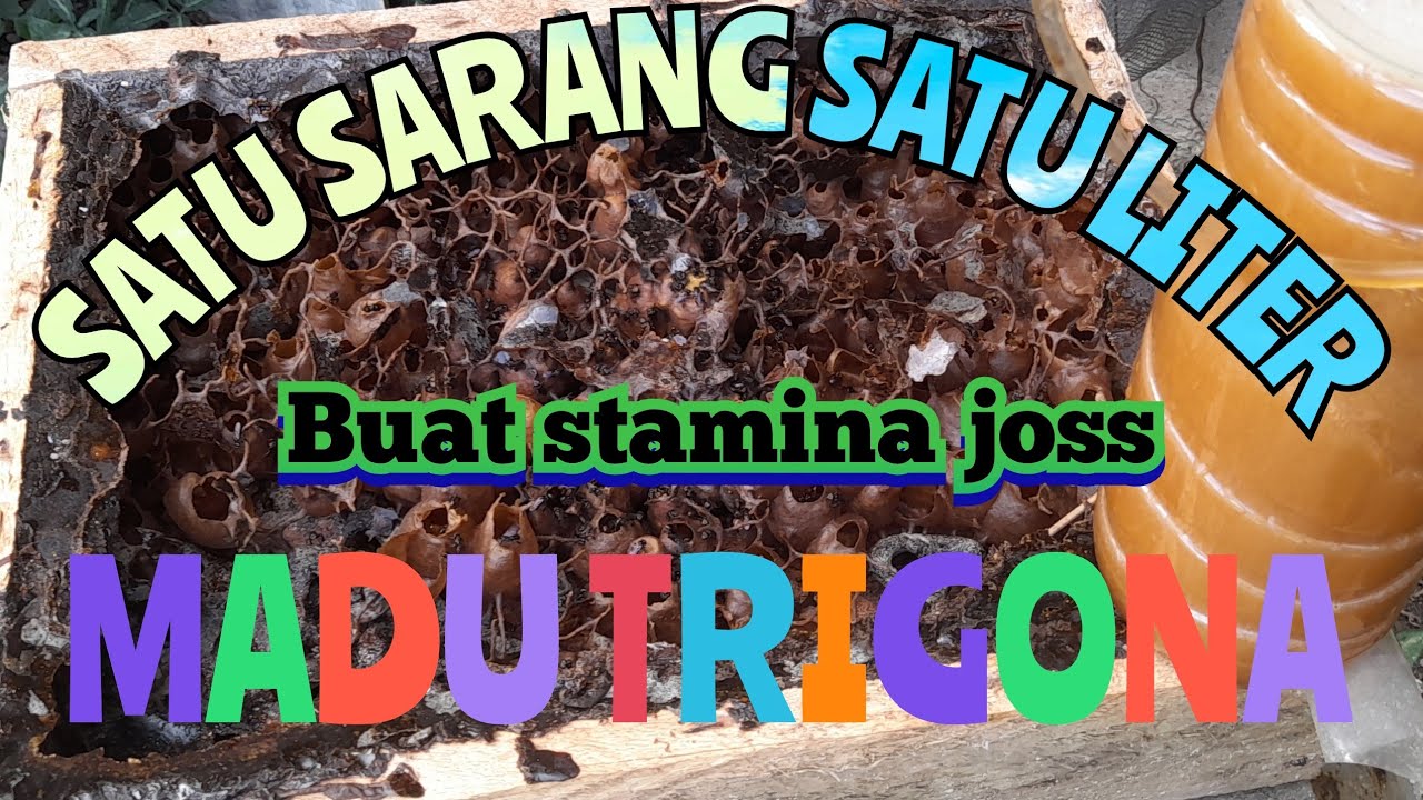 satu-sarang-satu-liter-madu-trigona-belitung-joss-youtube