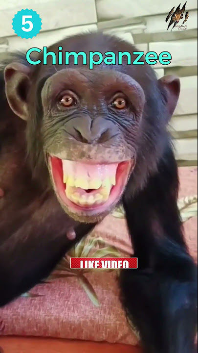 Chimpanzee Bite Force Psi: Unleashing the Power