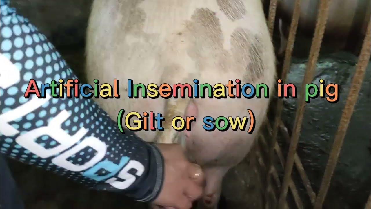 Artificial Insemination in pigs(Gilt/Sow) YouTube