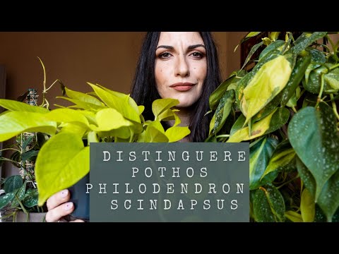 Video: Pothos o filodendro: differenze tra Pothos e filodendro