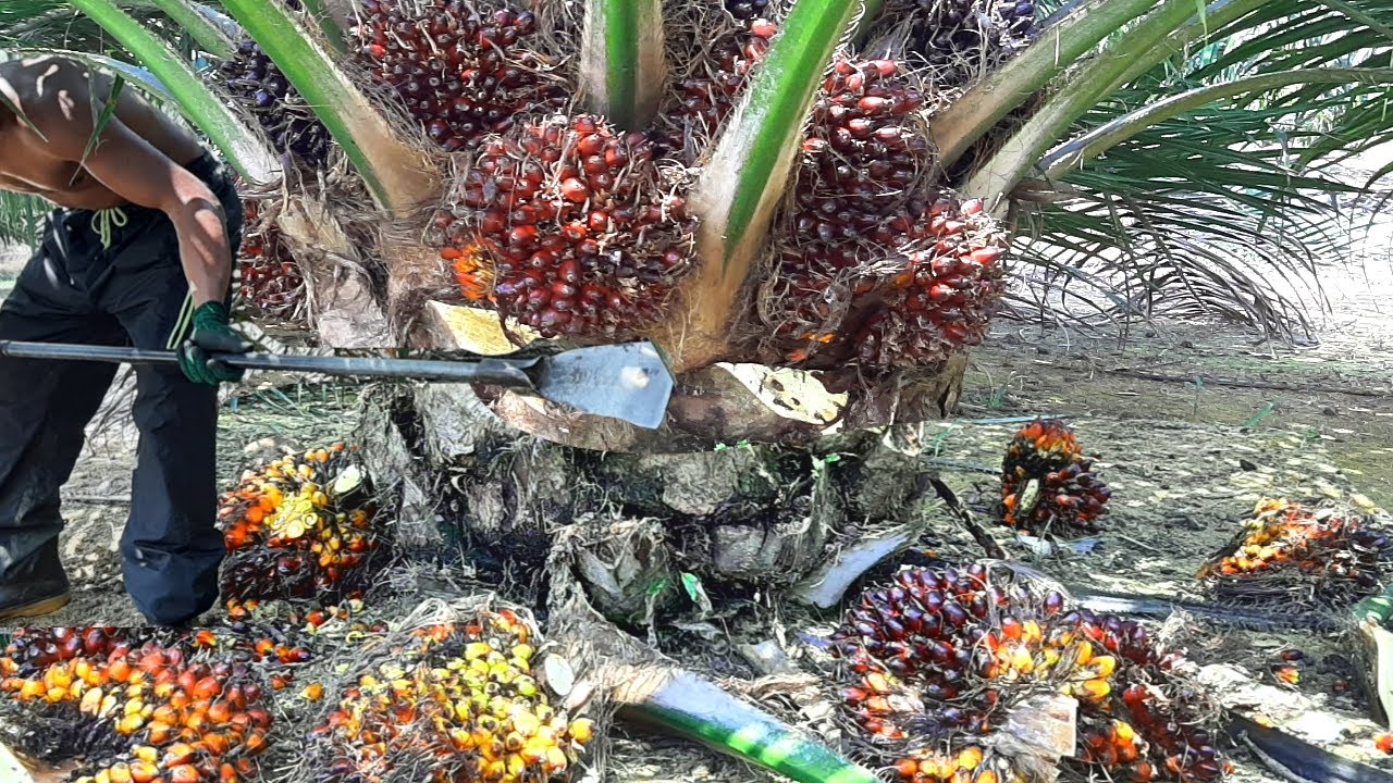 Edan buah pasirnya || panen sawit buah pasir