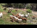 Goats clear land beforeafter