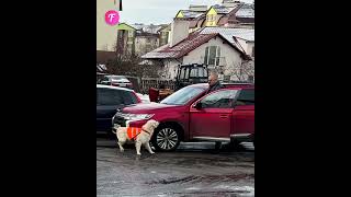 Thumbnail for Guide dog bravely halts traffic for owner #shorts