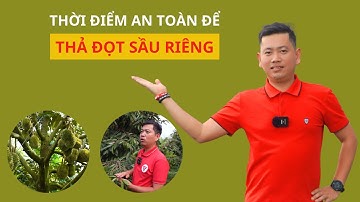 Thời Điểm An Toàn Để Thả Đọt Sầu Riêng | Nông Nghiệp Tây Nguyên TKA