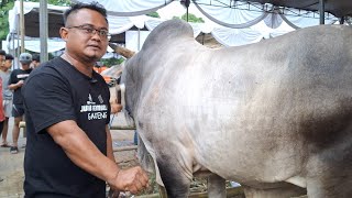 LEMBU BENGGOLO BELI SAPI LAMPUNG UNTUK AMUNISI KONTES SELANJUTNYA‼