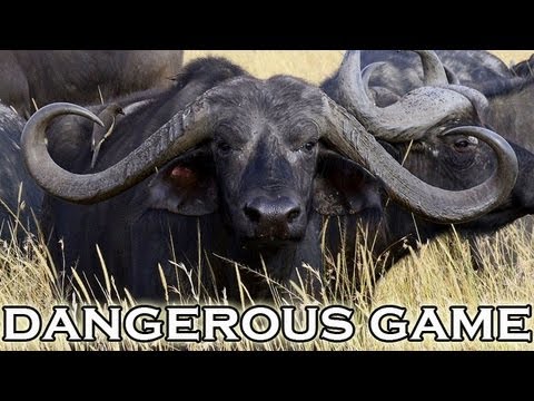 Hunting dangerous game in Mozambique