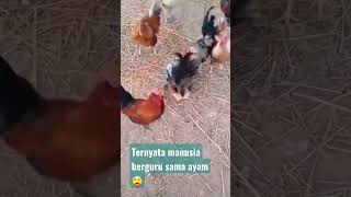 Ayam Di Perkosa Ayam