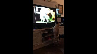 Pug Puppy Jumps Up In Enthusiasm While Watching The Tv