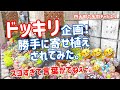 【多肉植物】【ガーデニング】😵ドッキリ企画‼️ 勝手に寄せ植えされてみた。🤣🤣🤣