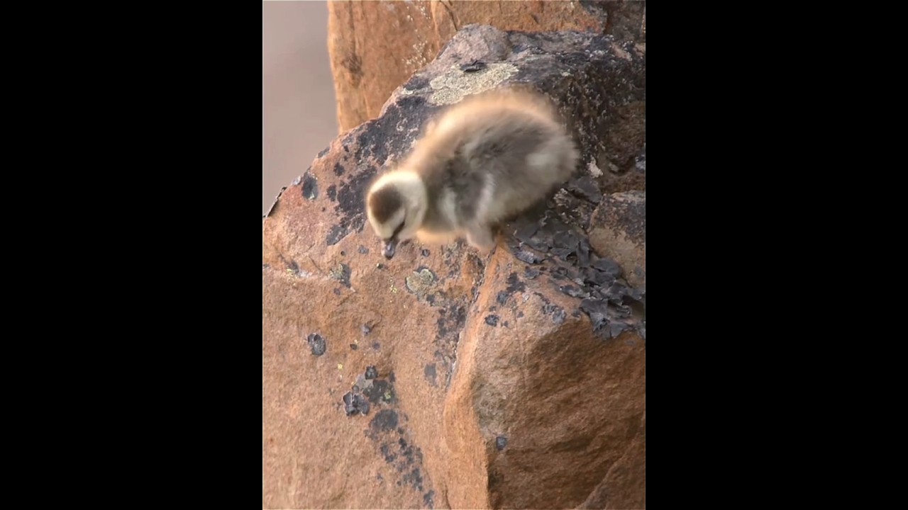 Baby Bird Jumps from 400 Meters... Life or Death in Seconds 