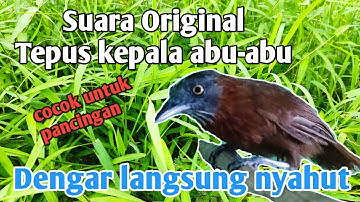 SUARA BURUNG TEPUS KEPALA ABU-ABU ORIGINAL
