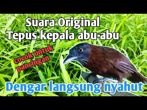 PIKAT BURUNG TEPUS KEPALA KELABU terbaru 2024!!