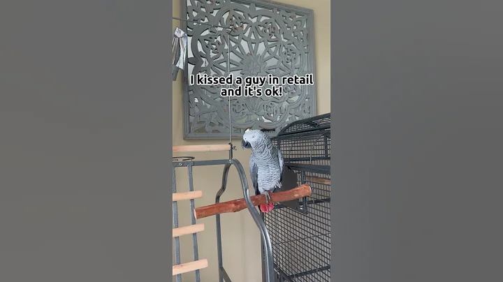 “I kissed a guy in retail, and it’s ok” 😂🥰 #talkingparrot #africangrey #gizmo #birdrescue - DayDayNews