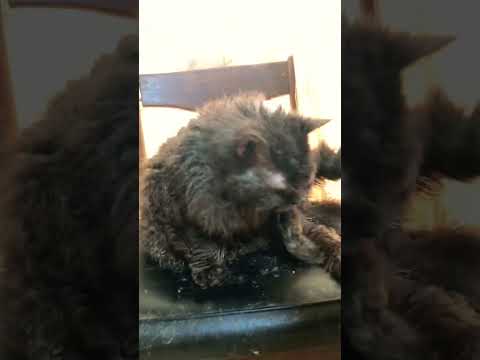 セルカークレックスのシュワンの毛づくろい　Shuan,Selkirkrex,is grooming himself.