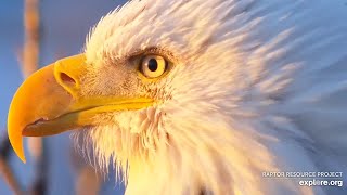 Decorah Eagles | Mating, hanging out and stunning close ups of DM2 ~ 02-21-2020