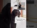 Когда анатомия и здравый смысл прошли сильно мимо 😂 #балетдлявзрослых #балетнаягимнастика #шпагат