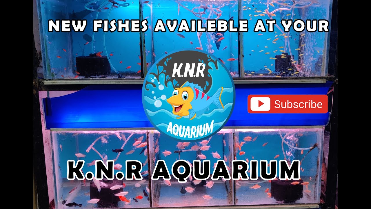 New fishes at our K.N.R aquarium Salem. YouTube
