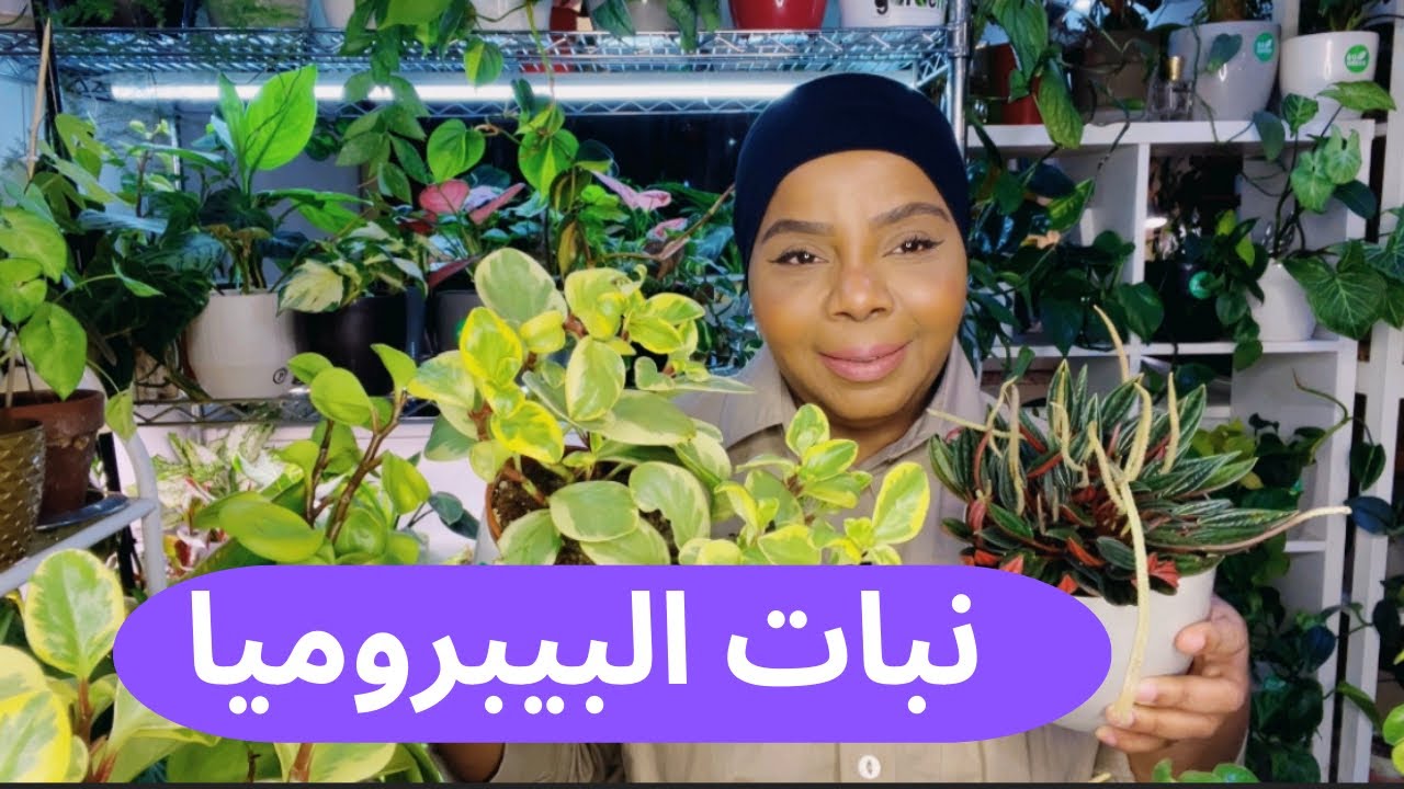 كيف العناية  والاهتمام نبات البيبروميا ؟!