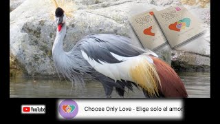 Diálogos del corazón VII - Rosa Riubo y Sebastián Blaksley - Nov 3, 2021 - Elige solo el amor