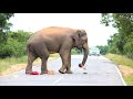 Wild Elephant Attacks To Jeep.