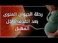 رحلة الحيوان المنى بعد القذف فى المهبل إلى تلقيح البويضة وحدوث الحمل | فيلم قصير