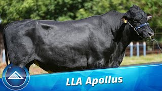 LLA Apollus