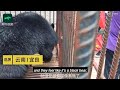 Chinese Woman’s Adorable ‘Puppy’ Grows Up Into a 440 Pound Bear