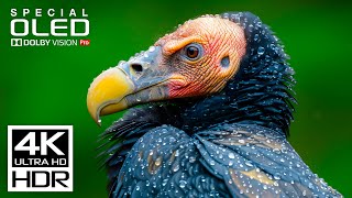 4K HDR Dolby Vision (60 FPS Video)