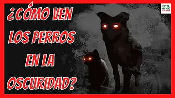 ¿Cómo es la visión de un perro en la oscuridad?