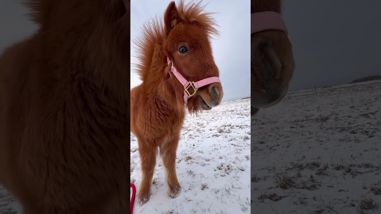 お母さんをも超える食いしん坊っぷり🍙 #shorts - YouTube