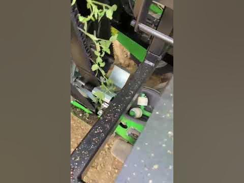 Automated Transplanting Saving Labor, Increasing Yields 