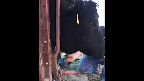 Напор гноя. Вскрыли абсцесс у коровы!