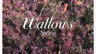 Video thumbnail of "Wallows - These Days"