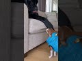 البوبي الزنان بيرن غفوة كمان بعد المنبه Funny Babyanimal 