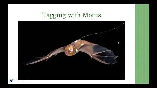 Tagging with Motus - Southeast Motus Collaborative Call (May 2026)