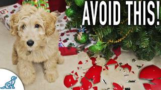 Owning A Dog At Christmas Doesn't Have To Be STRESSFUL! by McCann Dog Training 7,197 views 4 months ago 10 minutes, 32 seconds