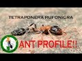 Ants of india arboreal bicolored ants tetraponera rufonigra ant profile1